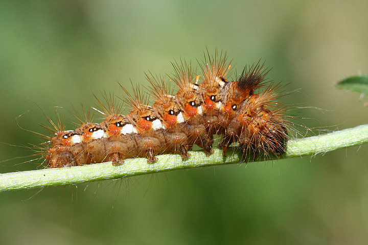 bruchi da identificare