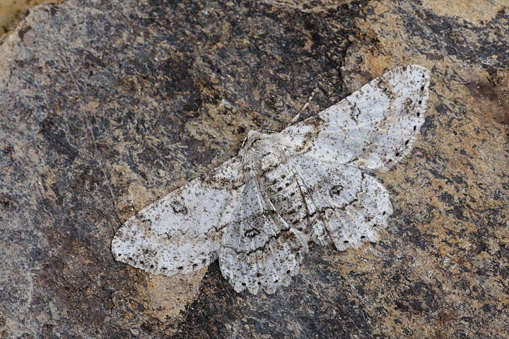 Charissa onustaria? No, Ascotis selenaria