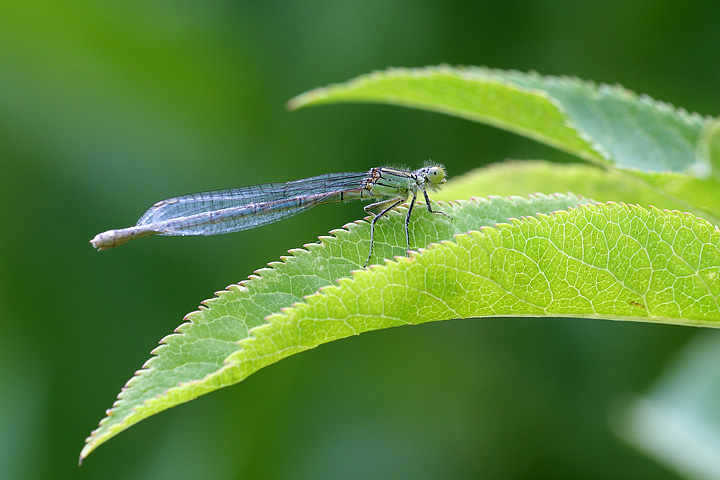 Ischnura elegans ???