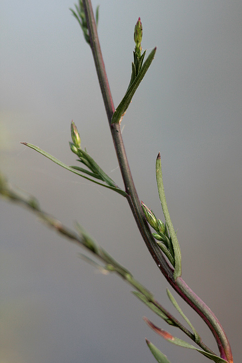 Symphyotrichum squamatum / Astro autunnale