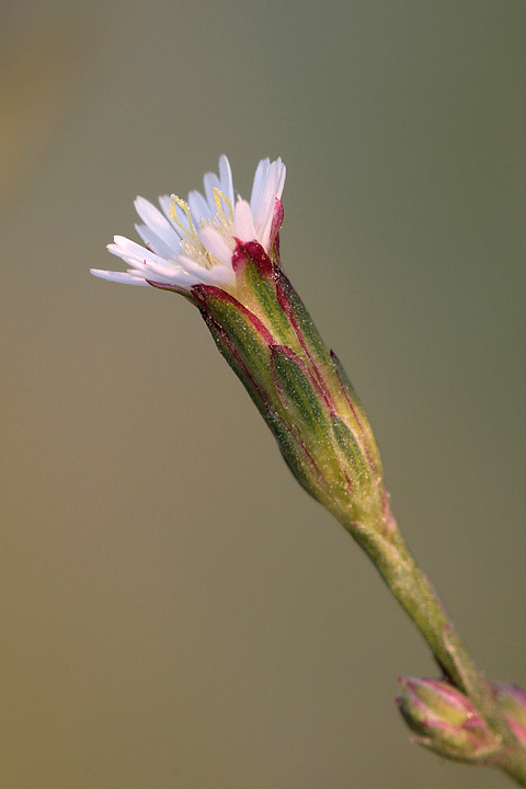 Symphyotrichum squamatum / Astro autunnale