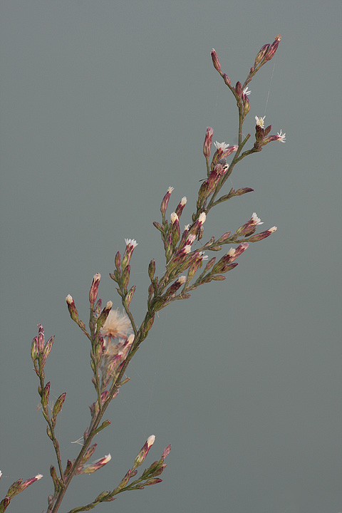 Symphyotrichum squamatum / Astro autunnale