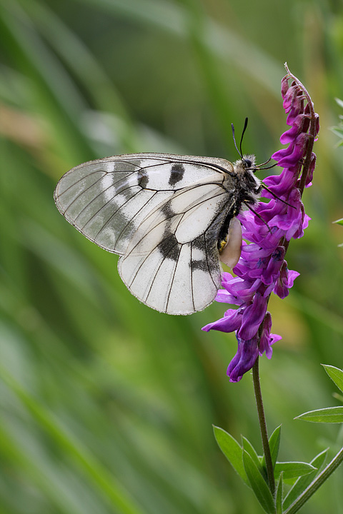 Curiosa appendice su Parnassius mnemosyne