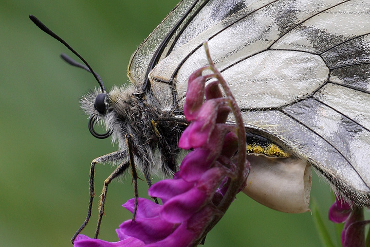 Curiosa appendice su Parnassius mnemosyne