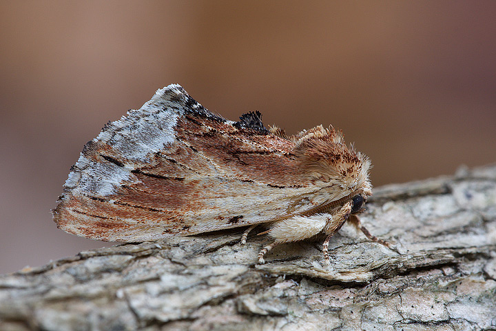 nottuide da identificare - Ptilodon cucullina (Notodontidae)