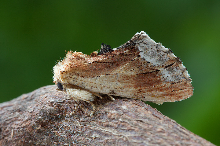 nottuide da identificare - Ptilodon cucullina (Notodontidae)