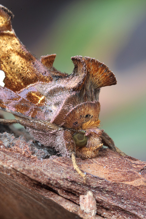 Chrysodeixis chalcites