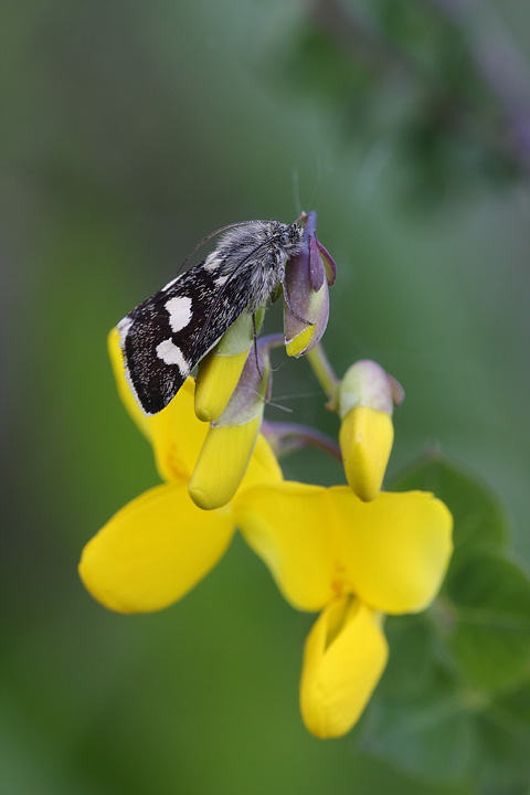 sembrava facile indentificarla...- Eurrhypis pollinalis