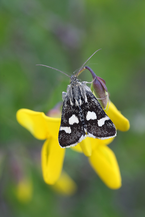 sembrava facile indentificarla...- Eurrhypis pollinalis