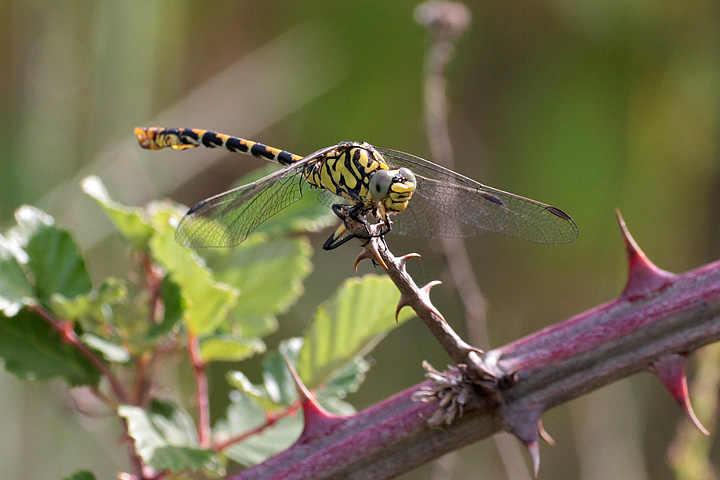 Onychogomphus  forcipatus