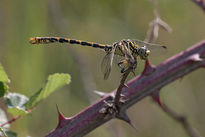 Onychogomphus  forcipatus