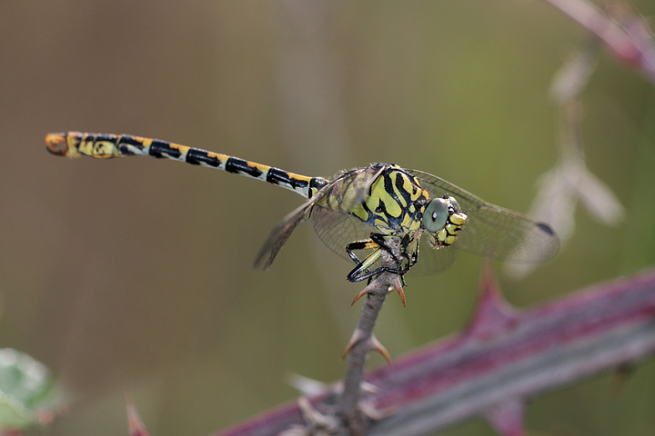 Onychogomphus  forcipatus