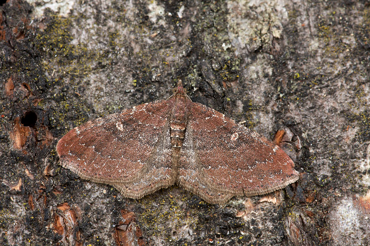 Nycterosea obstipata