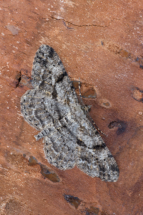 Peribatodes rhomboidaria