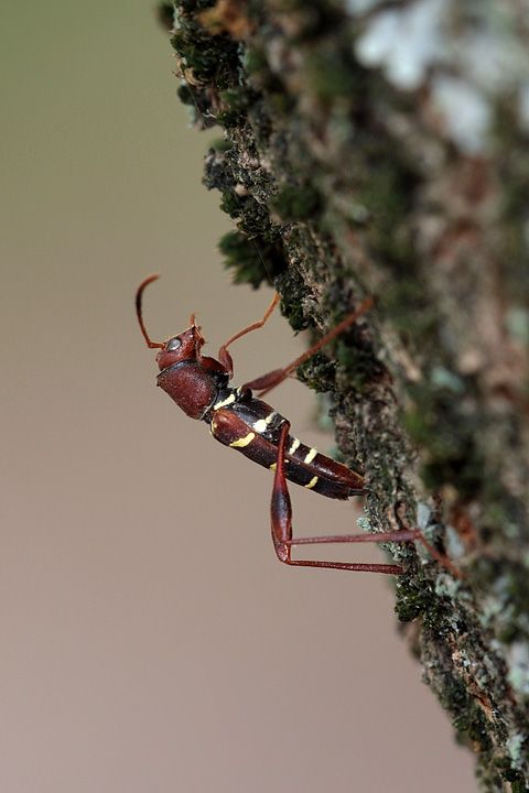 Neoclytus acuminatus (Cerambycidae)