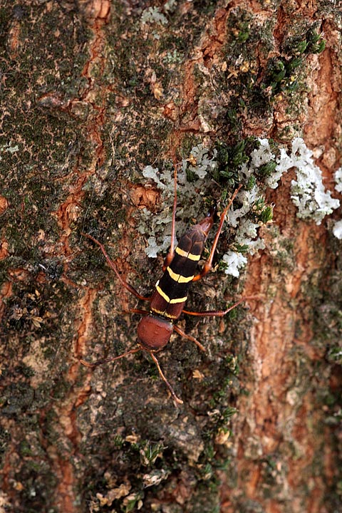 Neoclytus acuminatus (Cerambycidae)