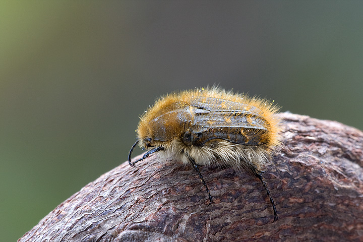 tropinota squallida: identificazione corretta?