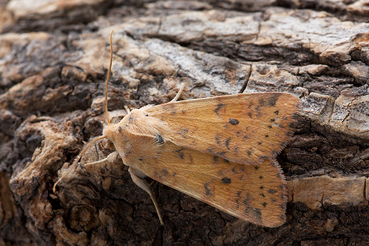 Bel nottuide: forse Agrochola pistacinoides? - Xanthia sp.