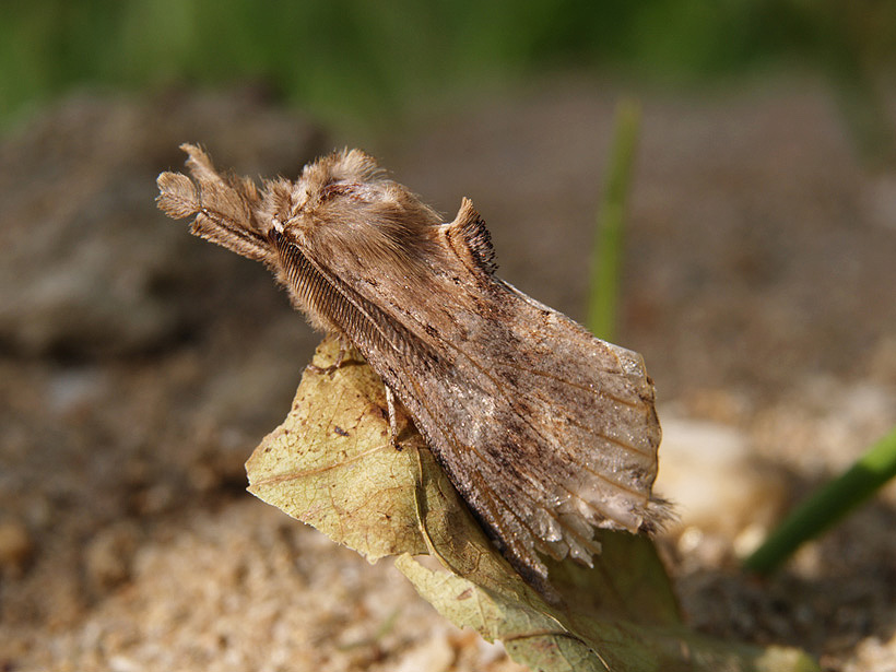 strana.. Pterostoma palpinum (Notodontidae)