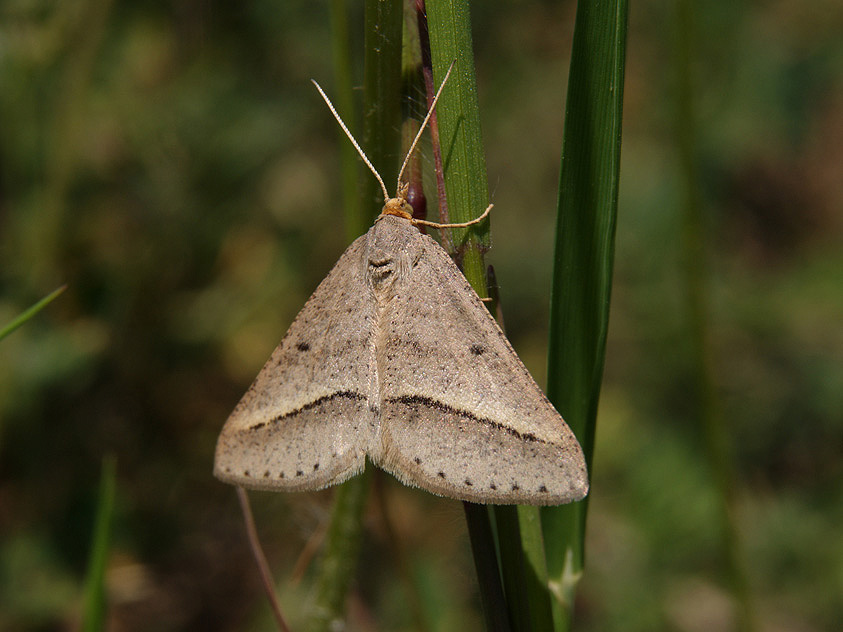 Emmelia trabealis e Tephrina arenacearia