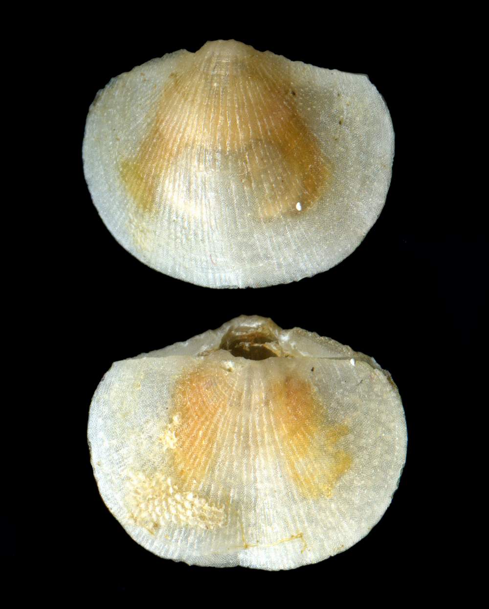 Megerlia truncata (Linnaeus, 1767)