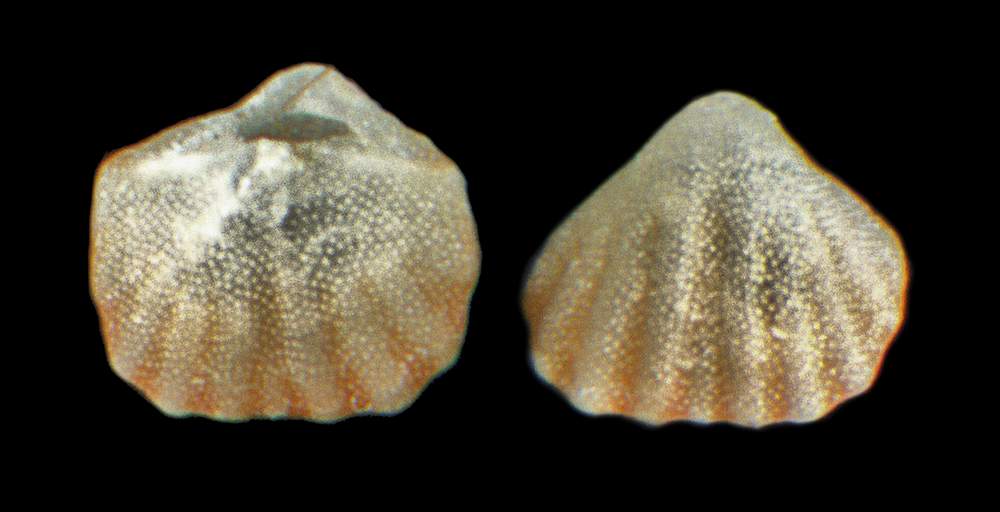 Argyrotheca cuneata (Risso, 1826)