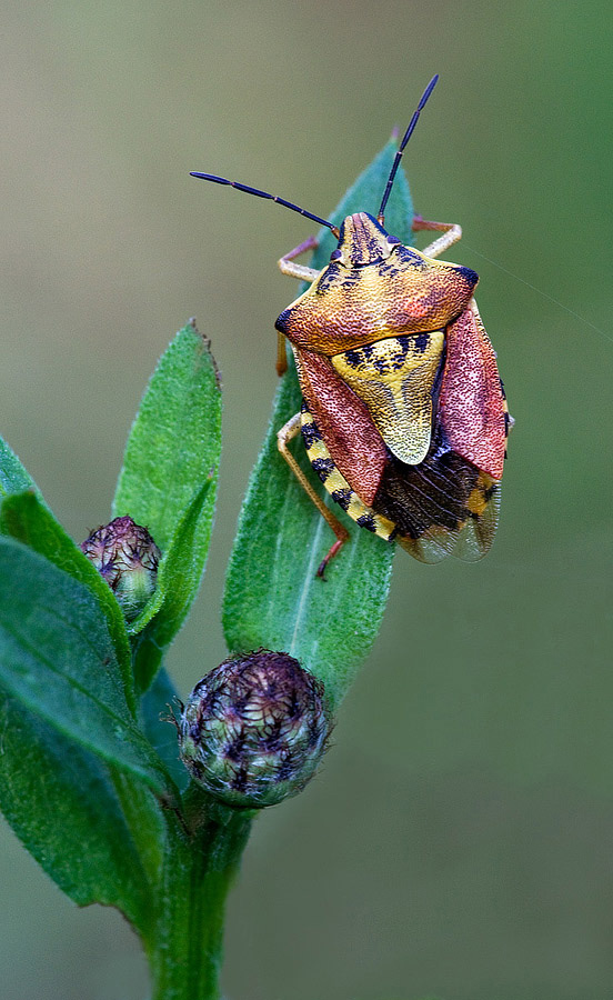 Identificazione