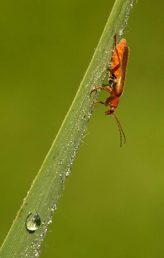 Identificazione