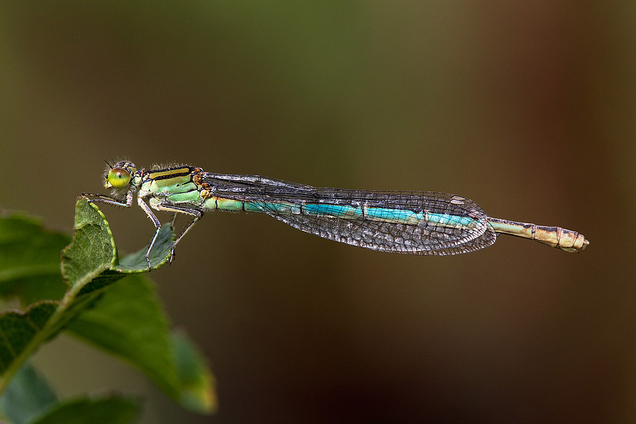 Identificazione: Erythromma lindenii