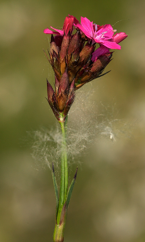 Dianthus carthusianorum / Garofano dei Certosini
