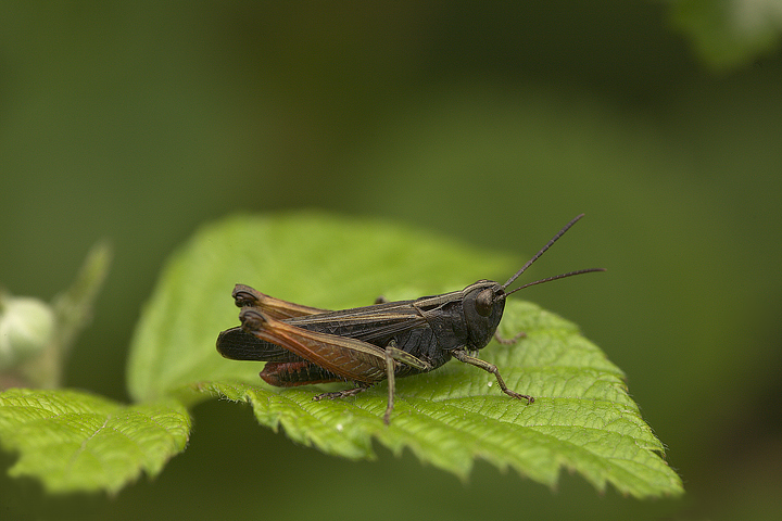 Omocestus rufipes