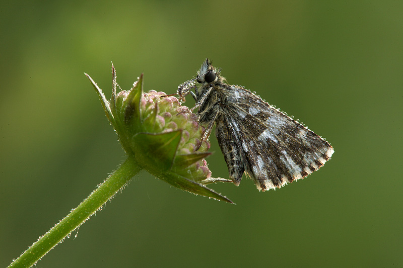 Identificazione - Pyrgus malvoides