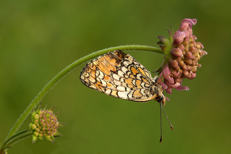 Identificazione - Melitaea sp.