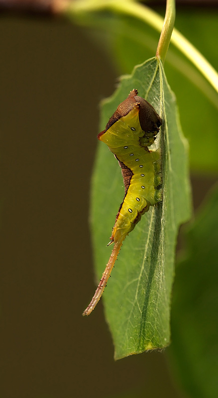 Identificazione - Cerura vinula