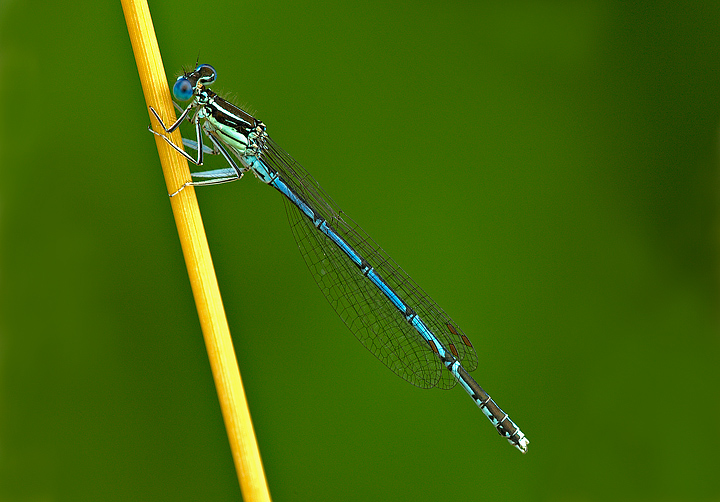 Damigella: Platycnemis pennipes