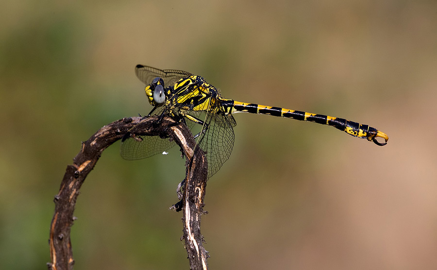 Identificazione: Onychogomphus uncatus