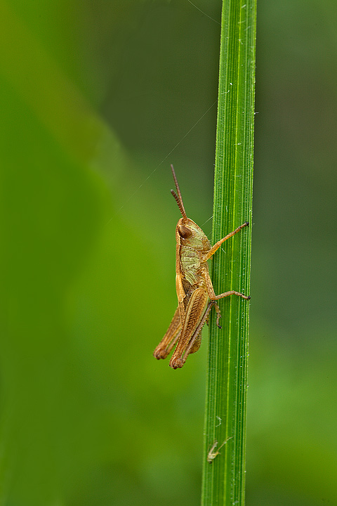 Cfr. Chorthippus sp. (ninfa)