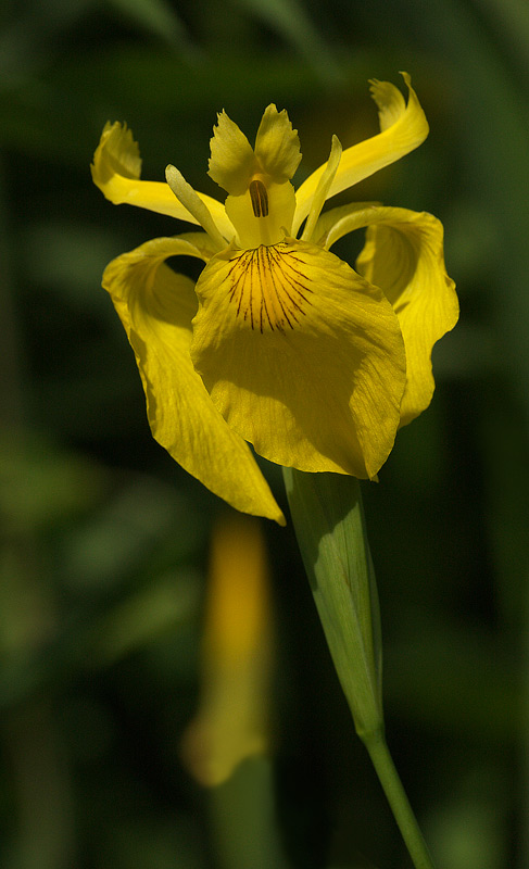 Limniris  (=Iris ) pseudacorus / Giaggiolo acquatico