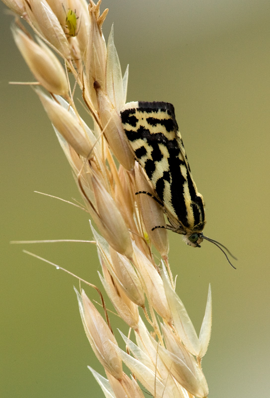 Identificazione - Emmelia trabealis