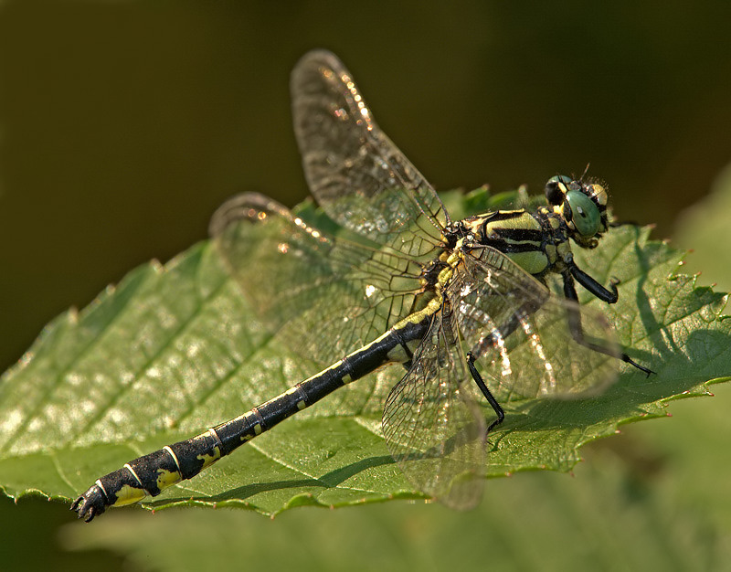 Identificazione - Gomphus vulgatissimus maschio