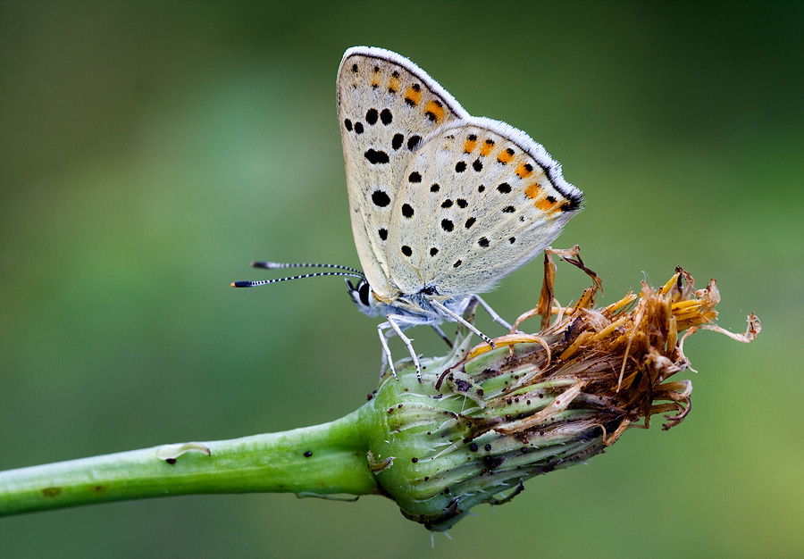 Identificazione - Lycaena tityrus