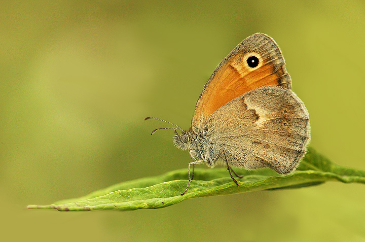 Coenonympha pamphilus