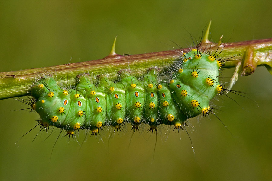 Identificazione - Saturnia (Eudia) pavoniella