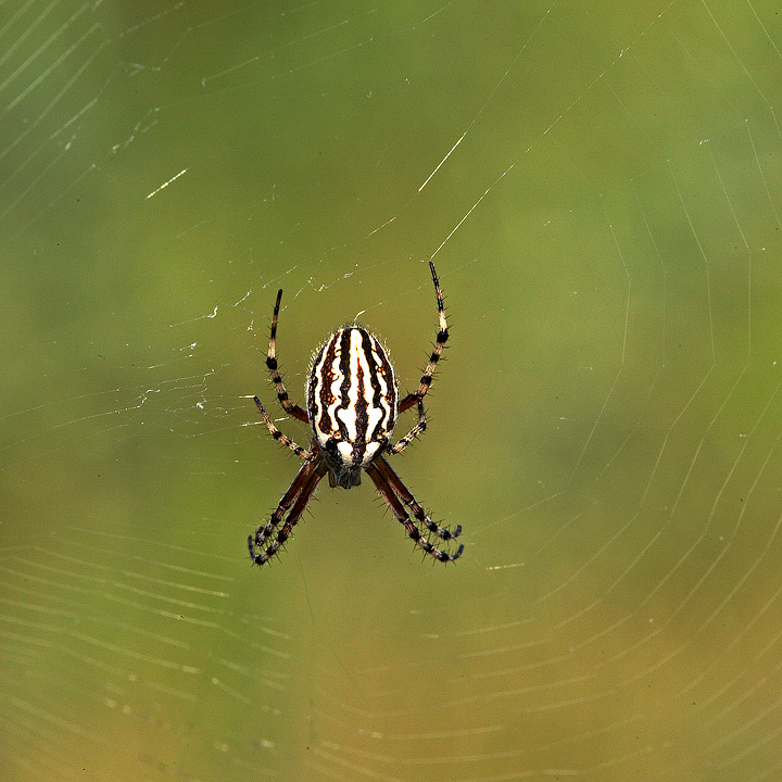 Aculepeira armida