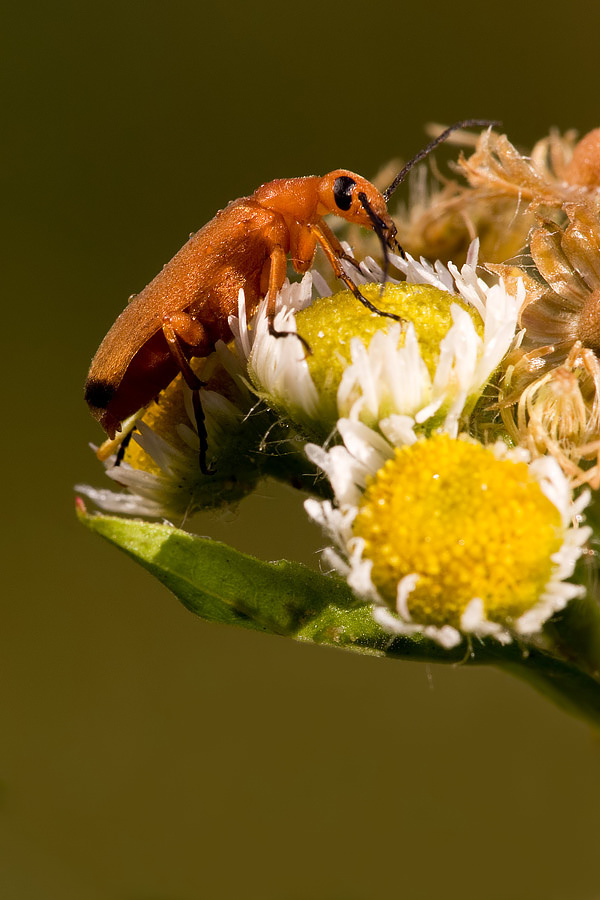 Identificazione: Zonitis flava