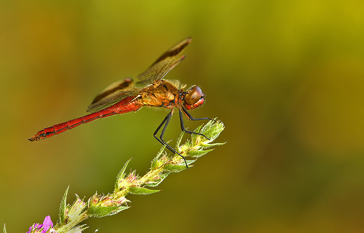 Sympetrum pedemontanum