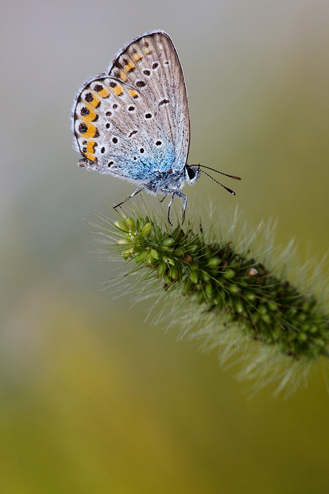 Identificazione