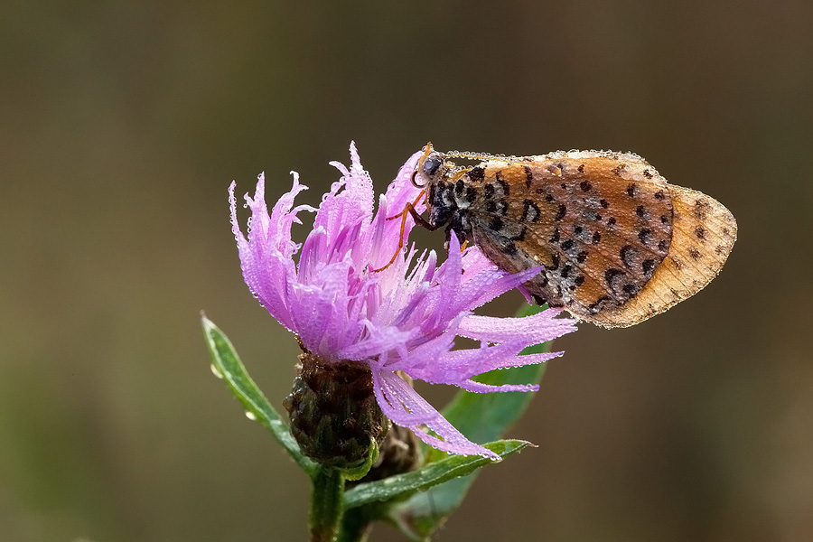 Identificazione - Melitaea didyma