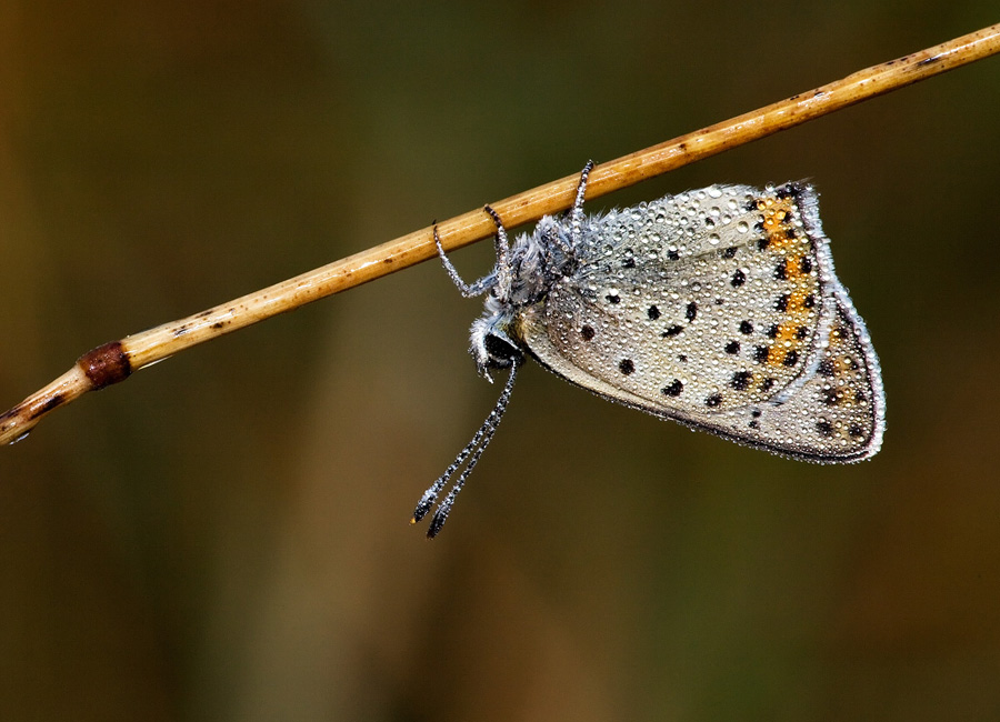 Identificazione: Lycaena tityrus