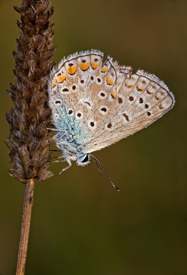 Identificazione - Polyommatus icarus